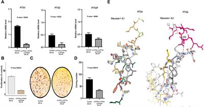 Exploring the molecular landscape of osteosarcoma through PTTG family genes using a detailed multi-level methodology